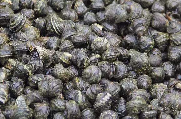 海南渔民整理的海鲜大全,渔民海鲜介绍