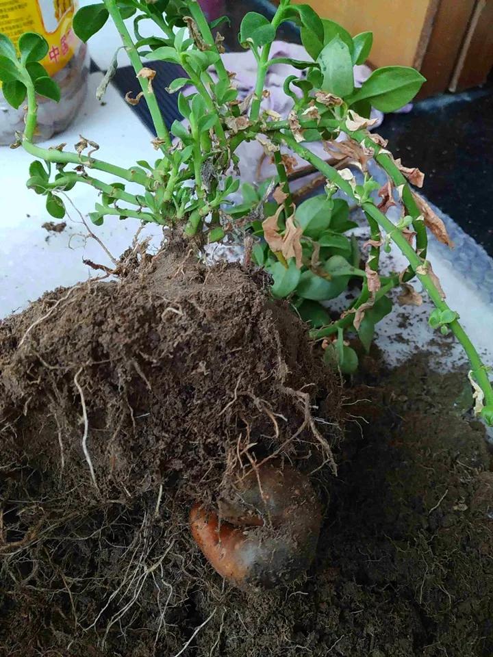 发现植物有烂根如何处理,发现植物有病害什么时候去治