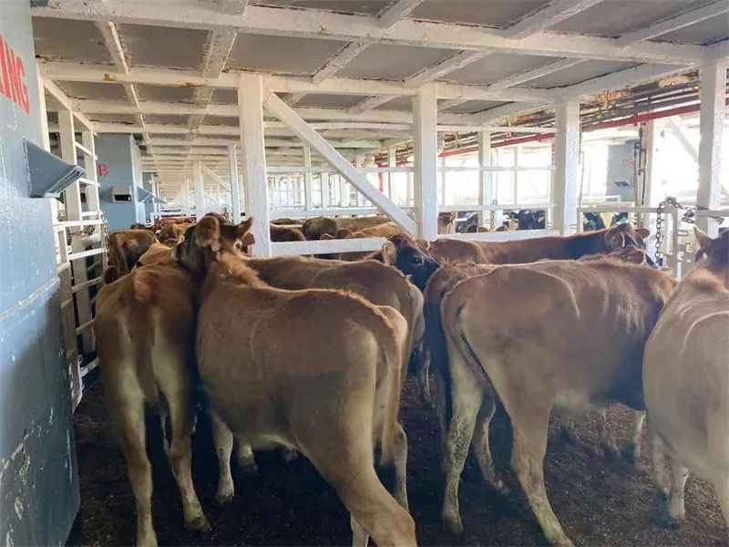 雄特牧业喜迎万头新西兰种牛顺利抵达广西防城港