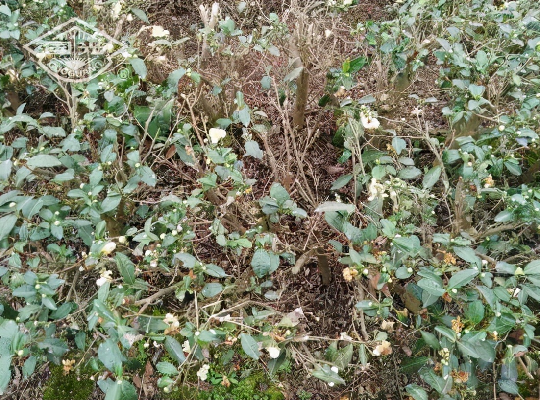 茶树开花影响产量吗,茶树开花结果是什么原因