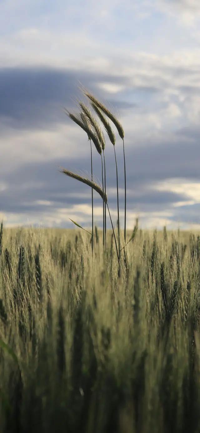 如何对付落水狗,打落水狗的好处和坏处