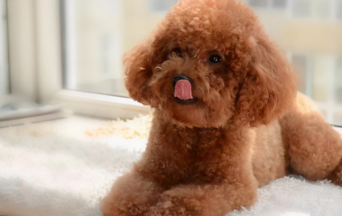 泰迪便秘怎么办,泰迪便秘可以吃香蕉吗