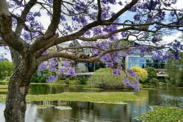 澳大利亚留学旅行攻略,布里斯班留学攻略