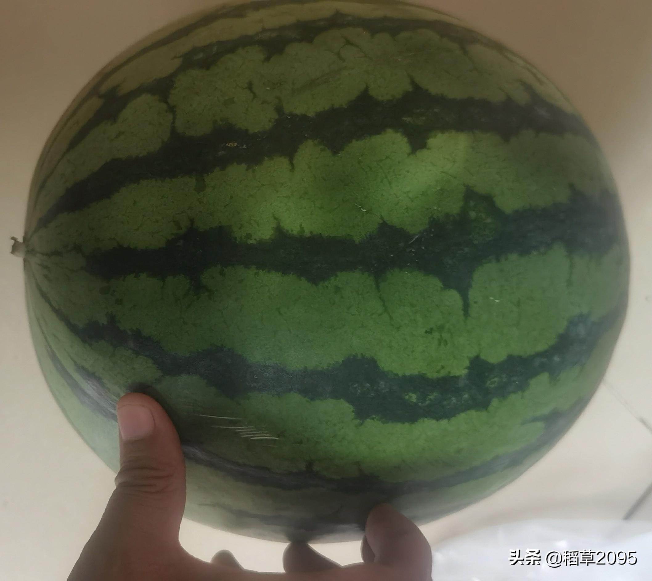 吃西瓜我是认真的更是专注的,吃瓜的最佳挑瓜方法