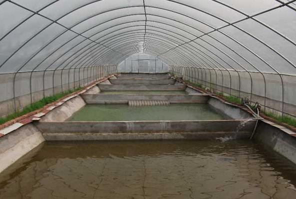 最赚钱的养殖甲鱼火爆,致富经养甲鱼年赚千万