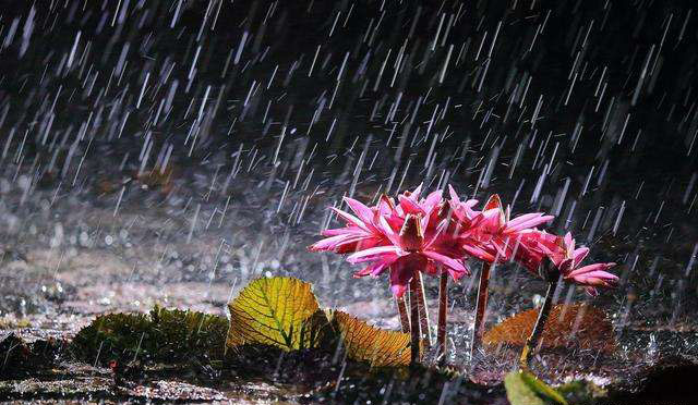 精读唐诗三百首全文,唐诗三百首读诗学诗