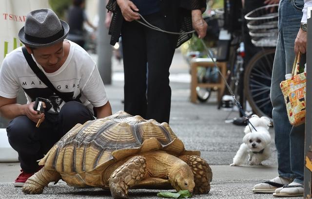 能允许养殖的陆龟,陆龟养殖环境越大越好吗