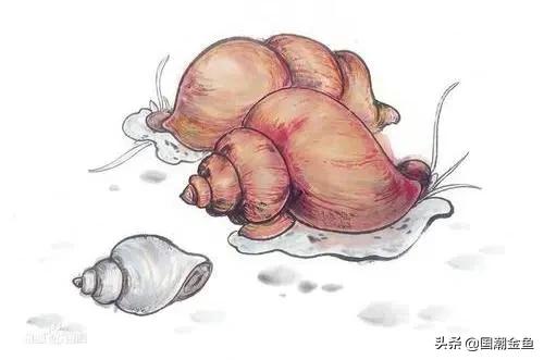 养鱼鱼食大全,养鱼知识大全鱼塘鱼食