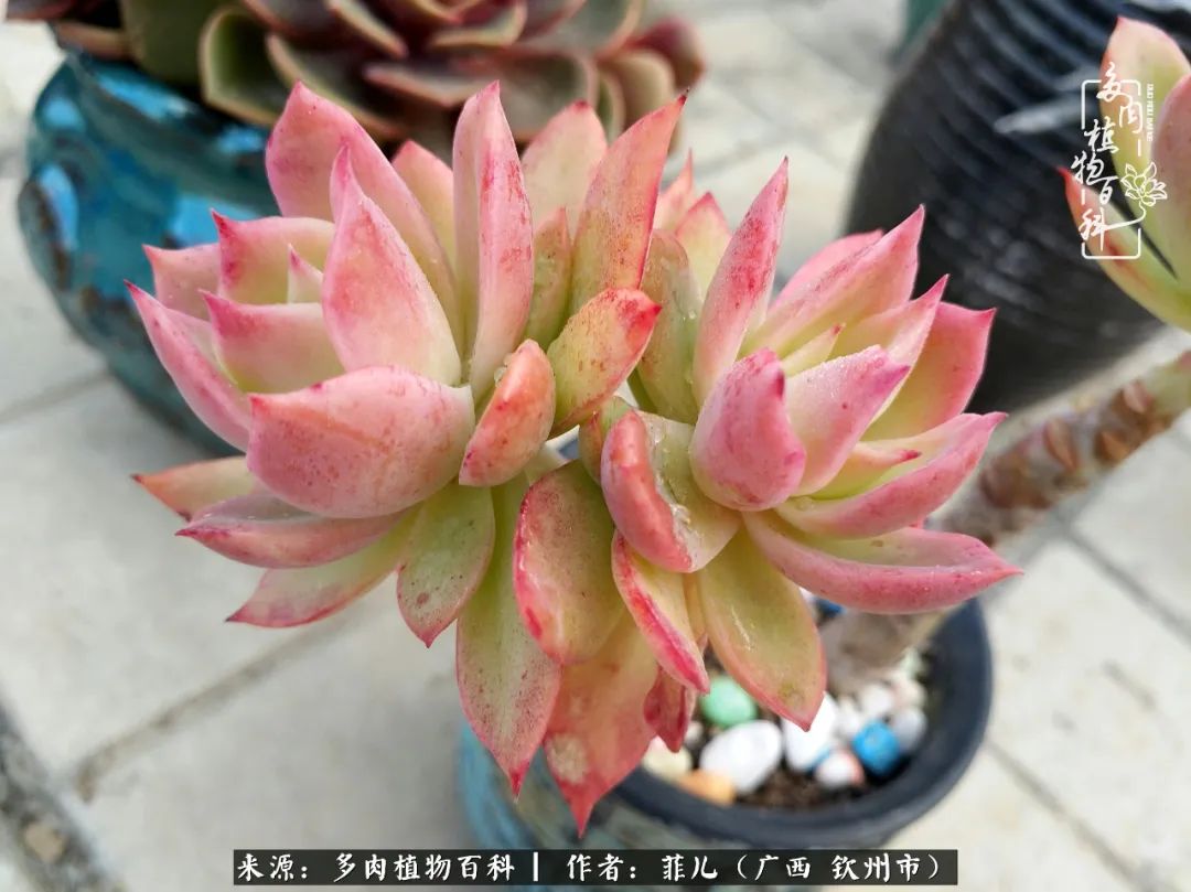 多肉相伴的感悟,与多肉为伴的时光真的很美好