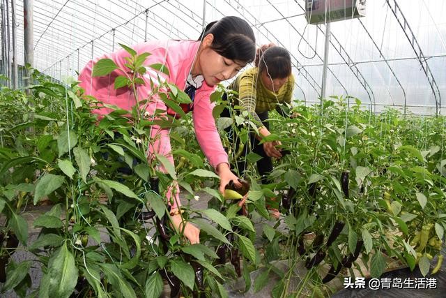 寿光蔬菜是怎么流通到全国各地的,寿光蔬菜都卖到哪些地方