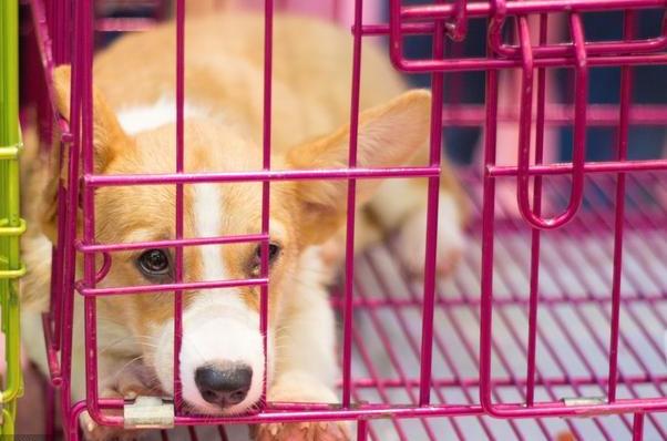 饲养柯基的10个注意事项,饲养柯基的注意事项两个月