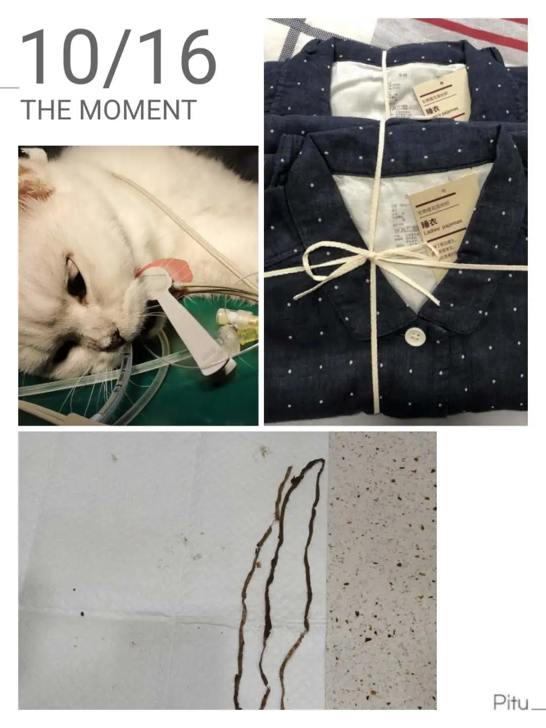 狗狗异物划伤肠道症状,狗狗吃什么润滑肠道利于异物排出