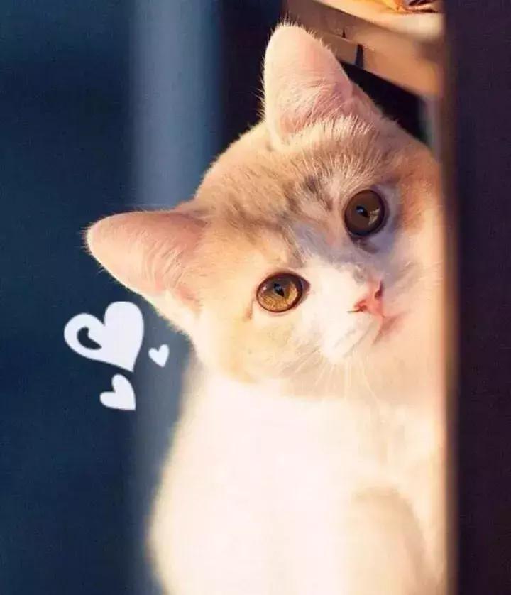 如何帮助猫咪正确发腮？89%的铲屎官不知道的养猫知识