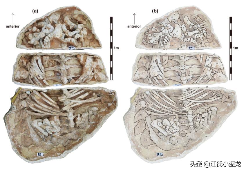 甲龙特殊形态,甲龙成年形态