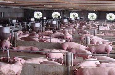 自己养猪好还是合同猪好,新手养合同猪合适吗