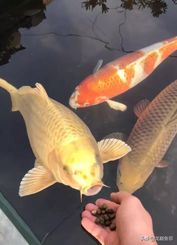 锦鲤饲料育成和增体如何搭配,锦鲤专用饲料配方大全