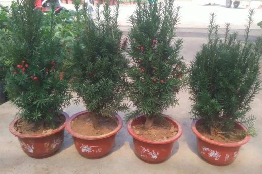 金山银山不如靠自己打下的江山,金山银山不如找个靠山