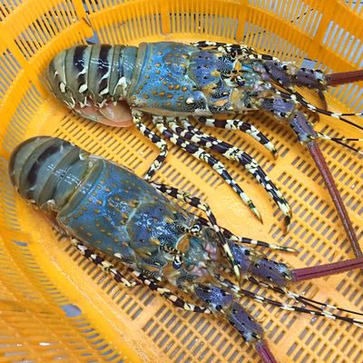 厦门青龙虾海鲜价格,厦门好吃的龙虾排行榜