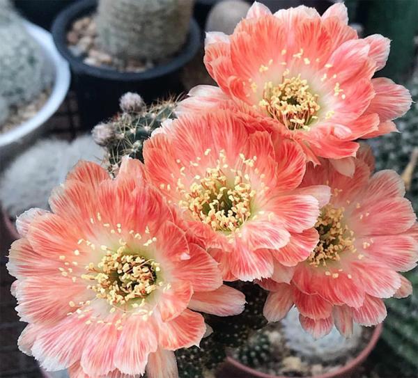 仙人掌开花有多美,仙人掌花开好娇艳