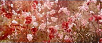 盘点小李子经典八部高分电影,小李子最经典十部电影