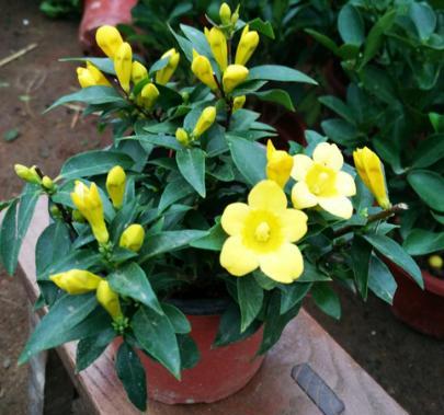 香水茉莉花换盆教程,刚买回来法国香水花上盆