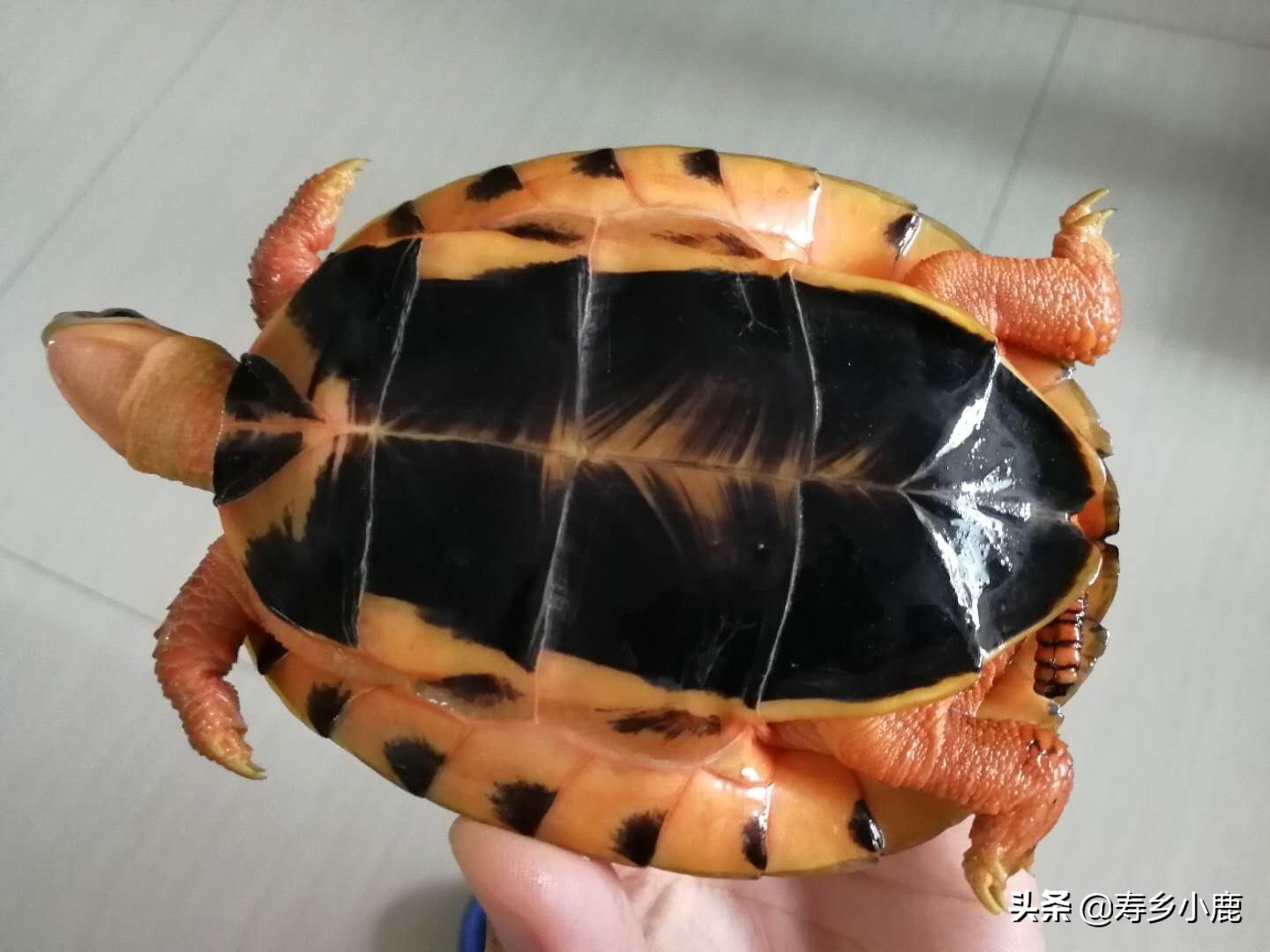 三线闭壳金钱龟为什么这么贵,金钱龟跟三线闭壳金钱龟区别