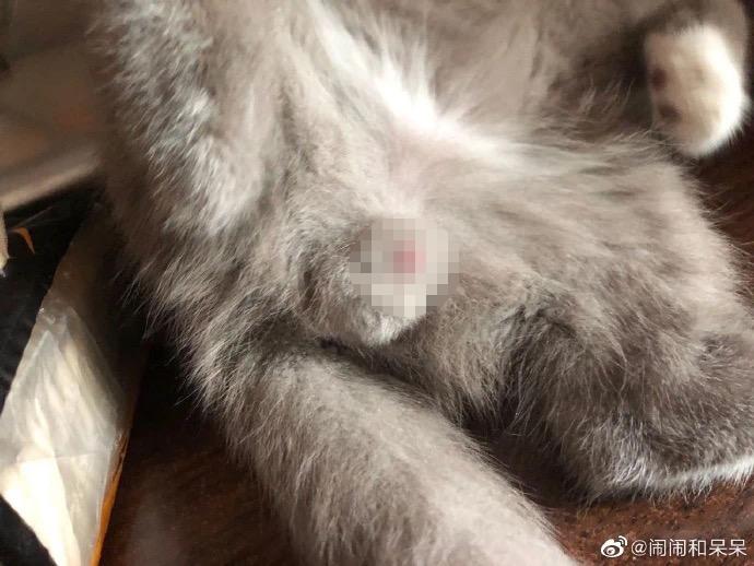猫抓了有红点是怎么回事,猫轻咬了一下手上起了一个红点
