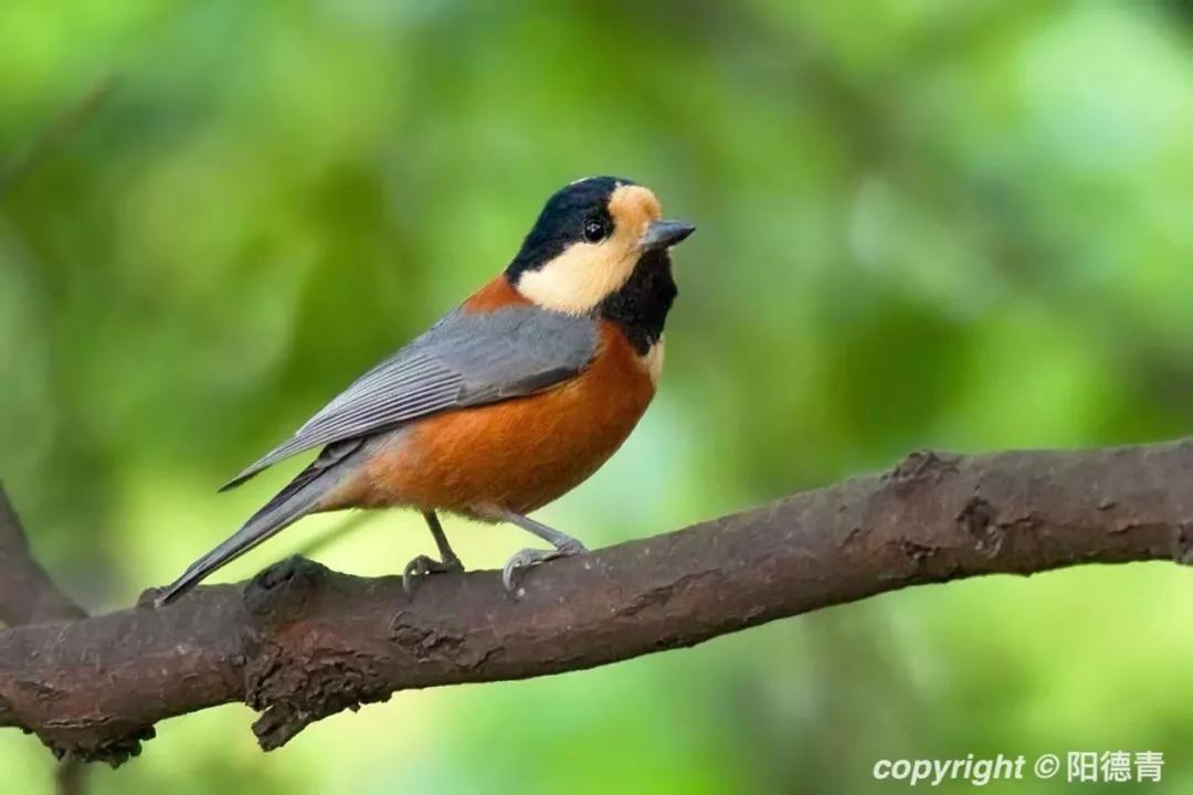 复旦大学，生日快乐！