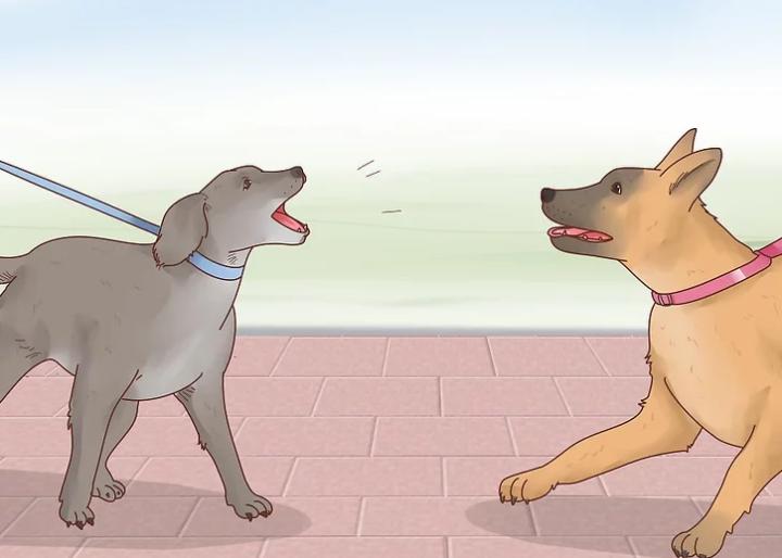 狗狗界的“破冰文化”，如何判断狗狗是否发情？