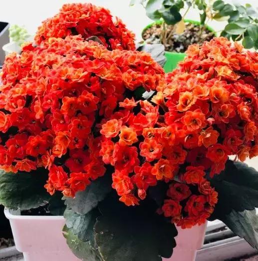 养花的盆要不要戳些洞,养花小知识小技巧大全图解