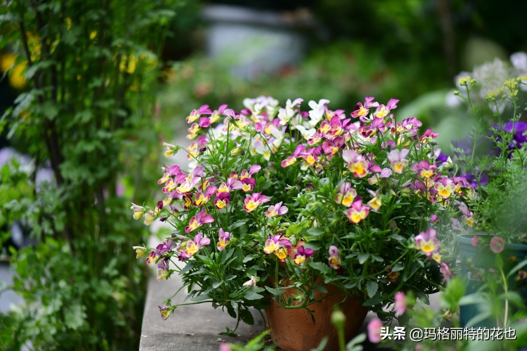 徒长花草怎样处理,徒长的树木怎么处理