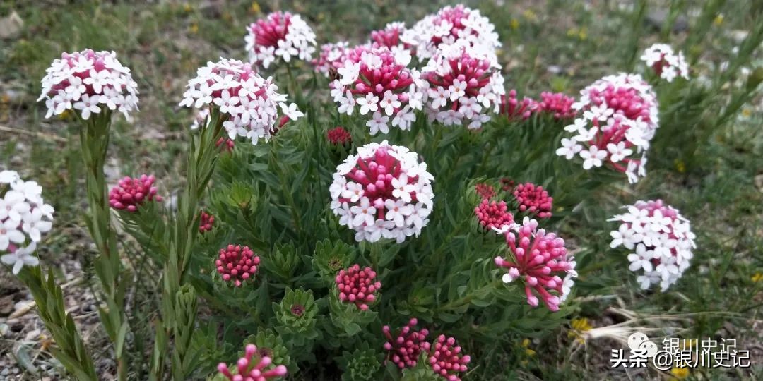 描写青海湖的唯美诗句,青海湖诗句