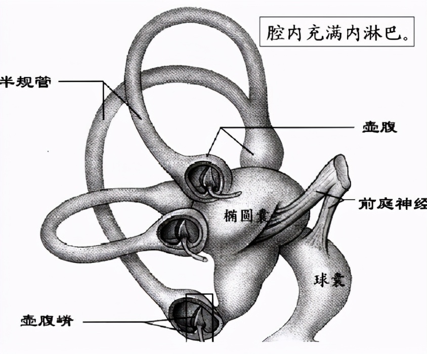 前庭觉和前庭感觉,前庭系统和前庭觉