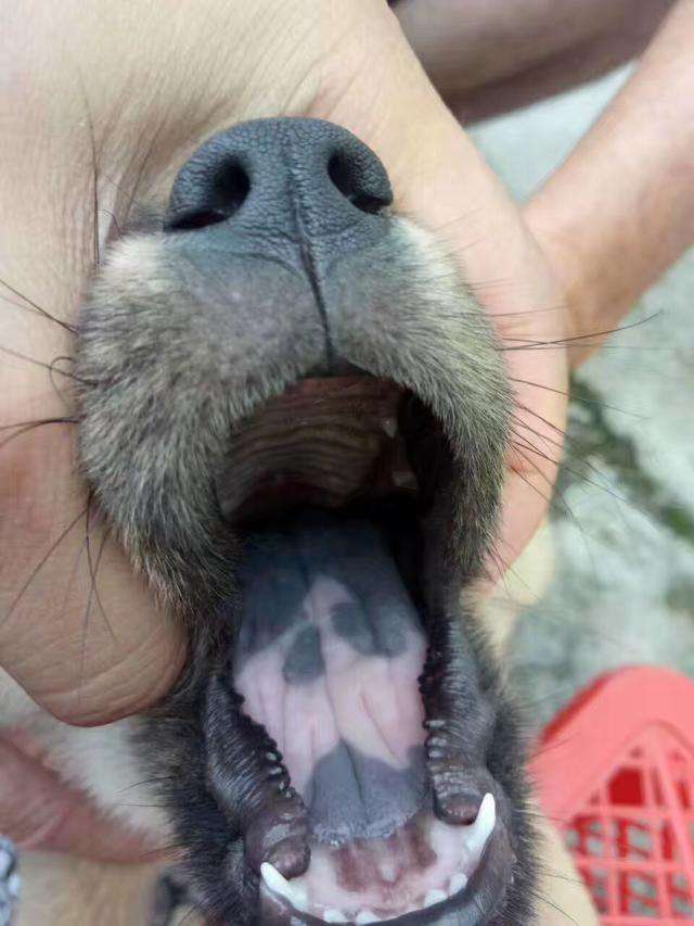 挑狗的诀窍,挑狗五大秘诀