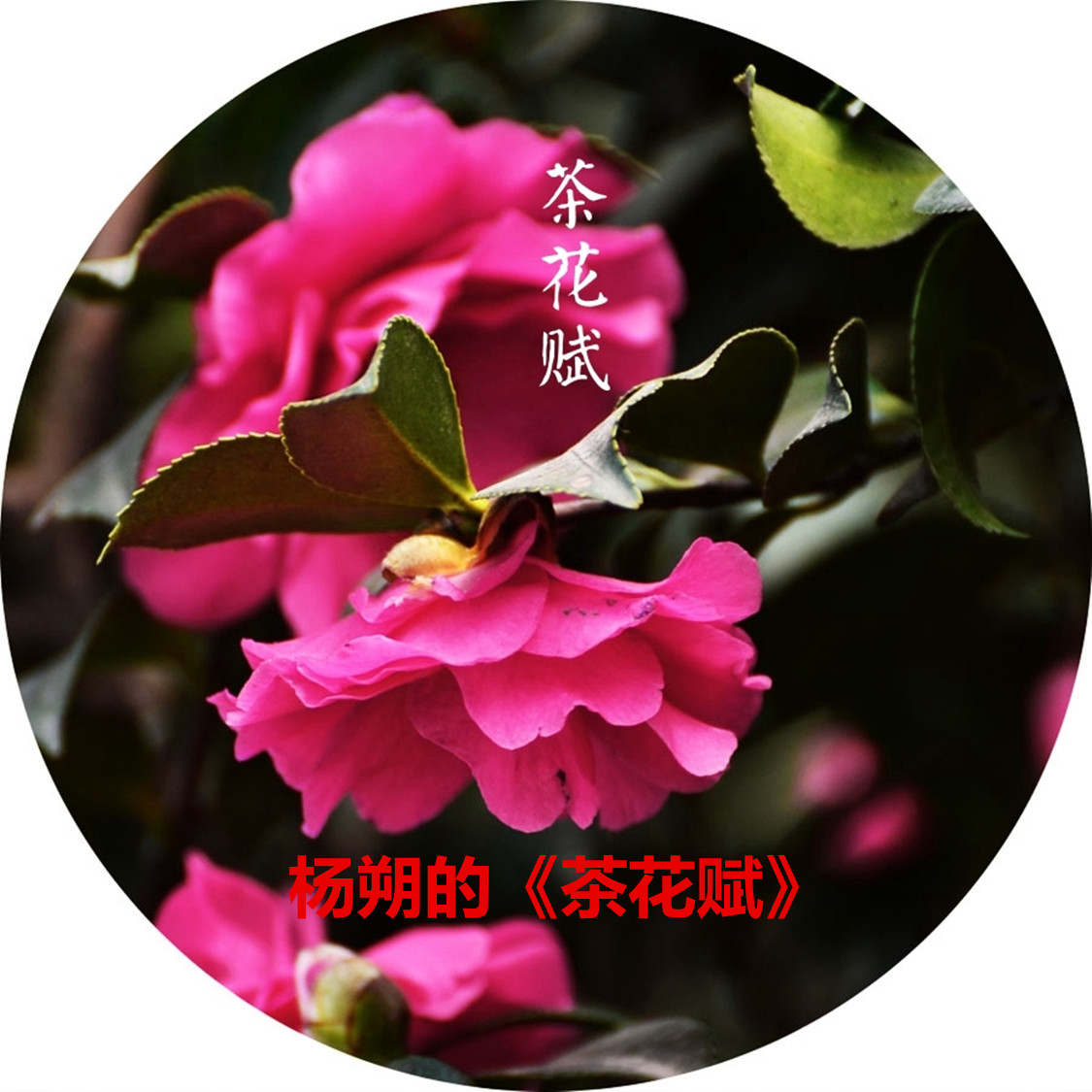 鉴赏文学作品的形象语言表达技巧,文学创作中艺术真实的具体表现