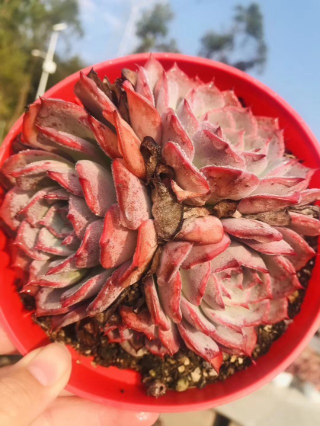 多肉植物能不能晒太阳和浇水,多肉植物太阳不直晒颜色就长不好