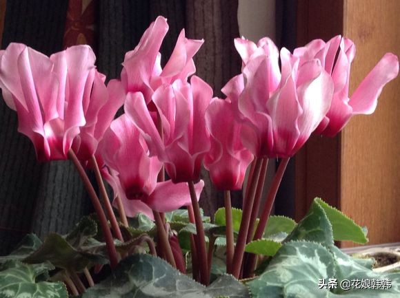 仙客来花杆越开越矮怎么回事,仙客来一直长叶子不长花苞