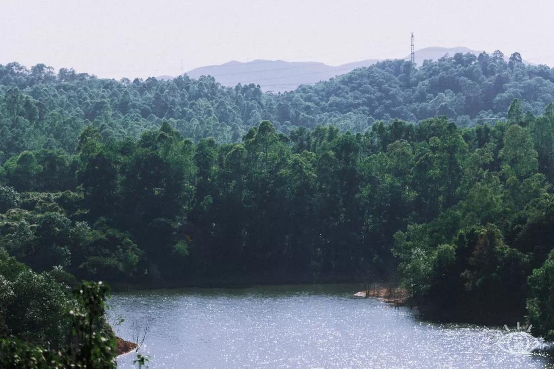 深圳这10条绿道你去过没,深圳十大绿道排行榜