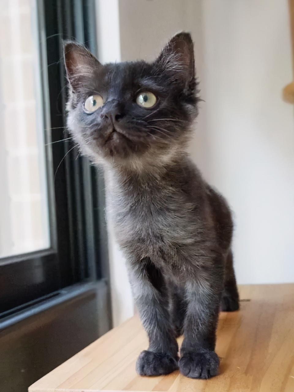 在路上捡回来的流浪猫给它洗澡,救助的流浪猫生病自己无能为力