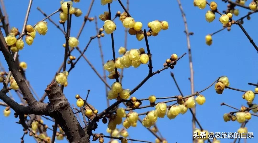 腊梅花开放视频,成都看腊梅的地方