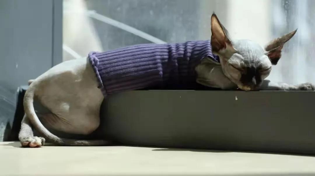 宠物生活馆盘点,北京人气宠物乐园推荐