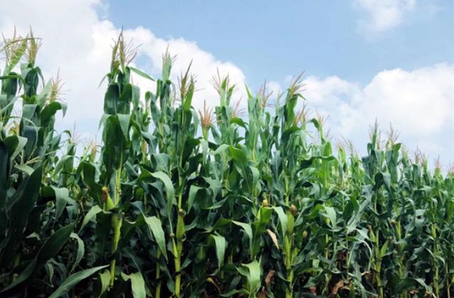 国家能源投资集团神华准能：用绿色绘就发展底色