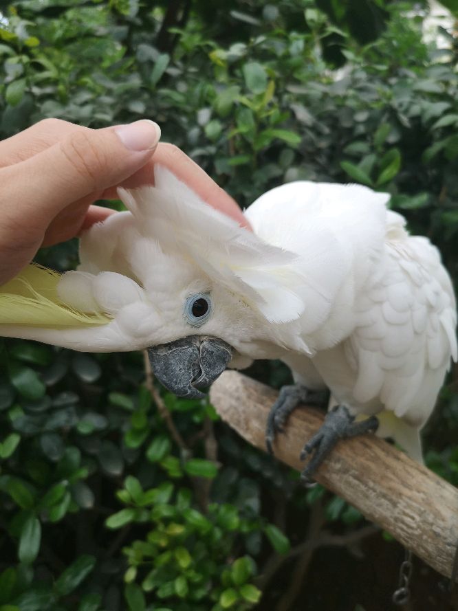 鹦鹉界最容易养熟的几大鹦鹉,鹦鹉界最容易养熟的鹦鹉