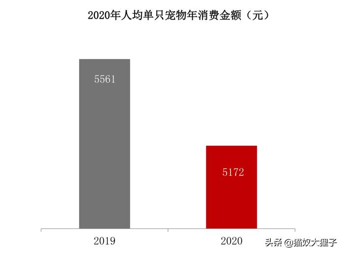 有泰迪养猫需要注意什么,贫民窟女孩养猫注意事项