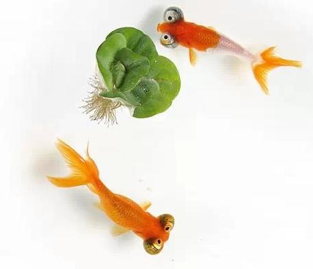 这些五彩斑斓的金鱼养眼又养心,最美的观赏金鱼值得一看