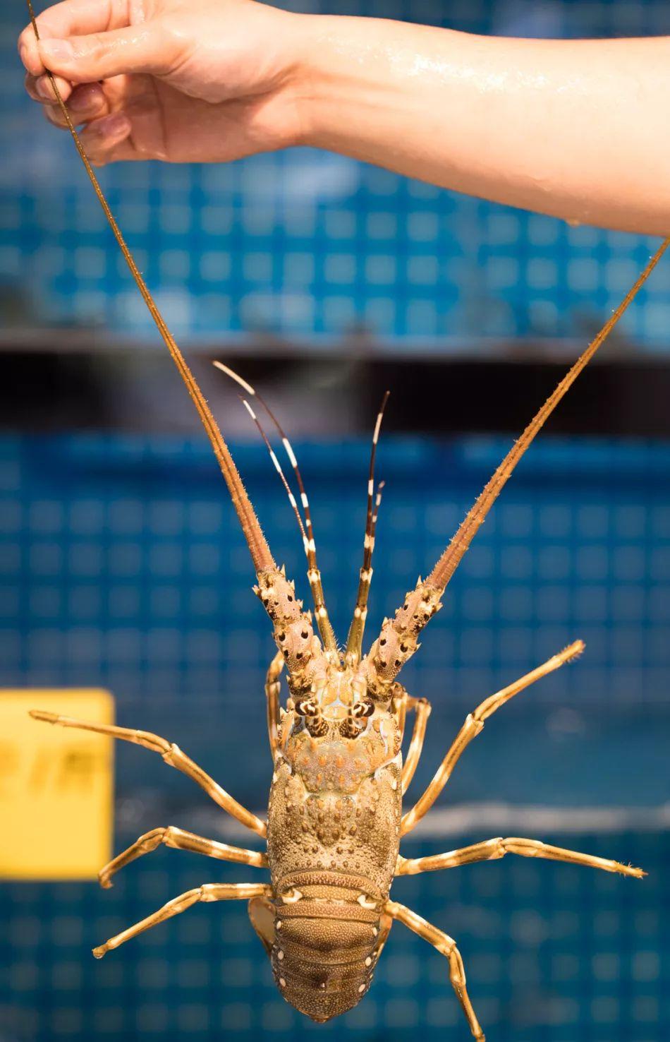 宝安人的顺德饭堂，生蚝用木桶蒸，还加黑松露