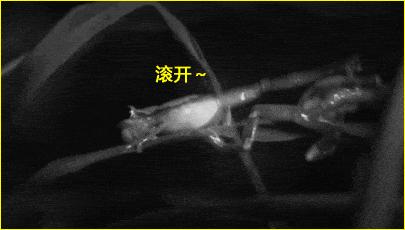 老虎：这是我准备养大吃的，你来凑什么热闹