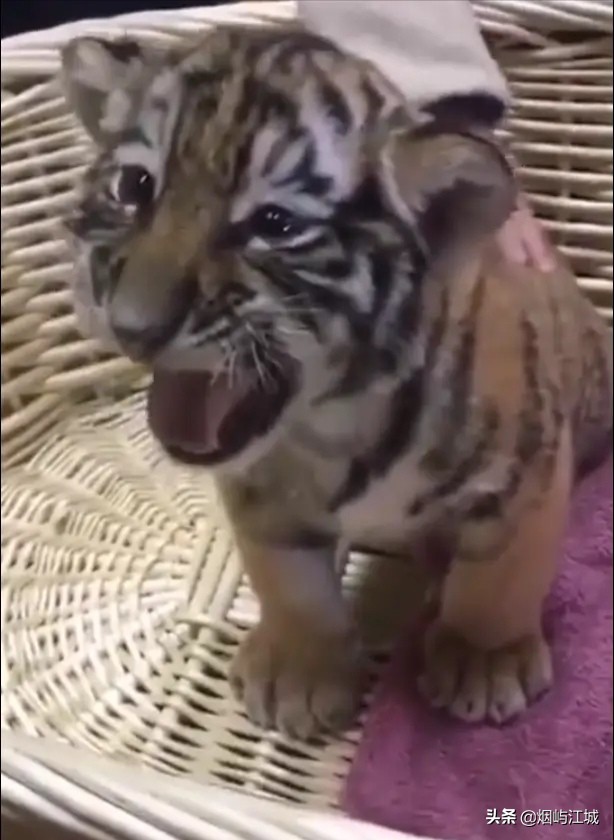 暴龙的形态,暴龙的不同形态