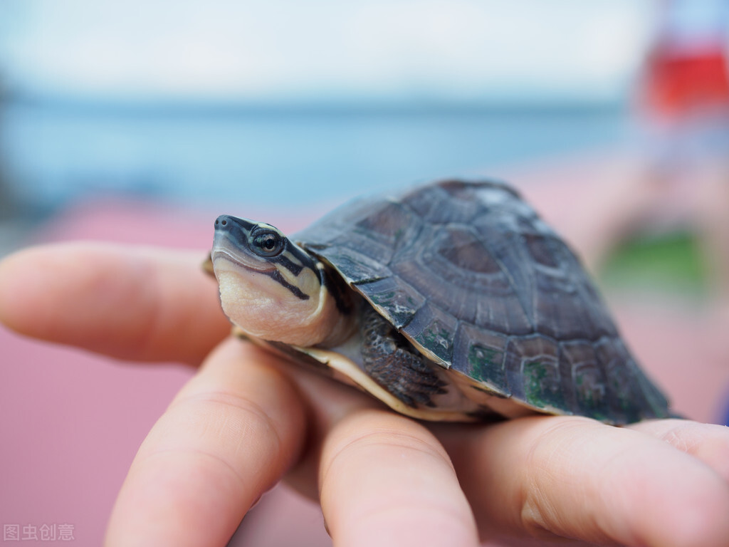 养乌龟新手入门养什么龟比较好,养乌龟新手应该买什么样的龟