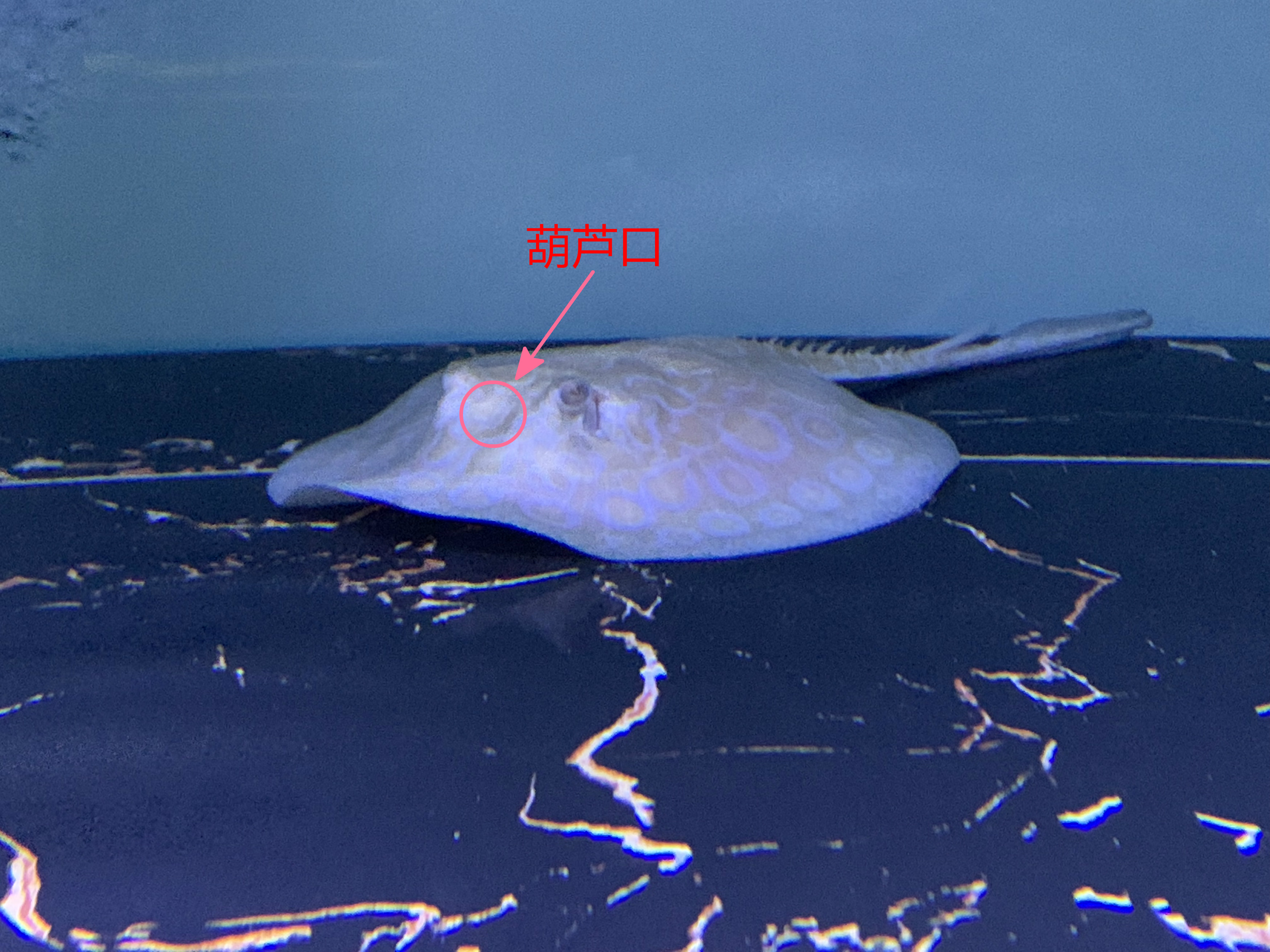 魟鱼葫芦口是什么意思,魟鱼出现葫芦口还继续喂食吗